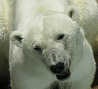 Eisbär